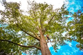 Best Commercial Tree Services  in Bethlehem, PA